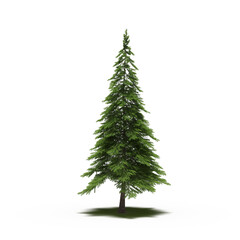large tree with a shadow under it, isolated on a transparent background, 3D illustration, cg render