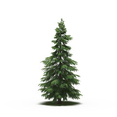 large tree with a shadow under it, isolated on a transparent background, 3D illustration, cg render