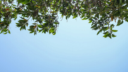 green leaves on sky space background