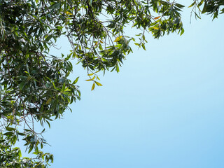 green leaves on sky space background