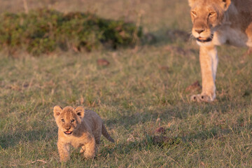 A Lion and cub in the early morning sunshine. Kenya.	 - obrazy, fototapety, plakaty