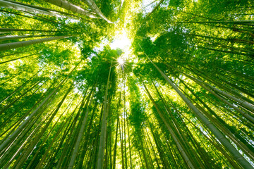 Fototapeta na wymiar 初夏イメージに新緑の青竹と太陽光