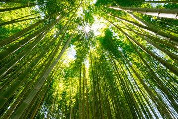Fototapeta na wymiar 初夏イメージに新緑の青竹と太陽光