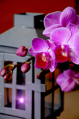  orchidee


Orchideen  laterne mit kerzenlicht