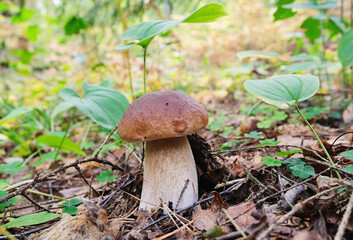 White mushroom in a forest clearing