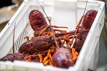 Live east coast rock lobster fishing in australia. Crayfish on a boat caught in lobster pots