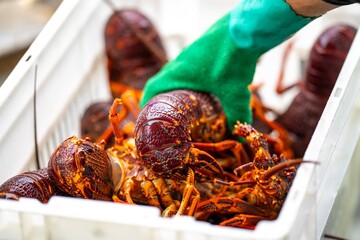 Catching live Lobster in America. Fishing crayfish in Tasmania Australia. ready for chinese new year