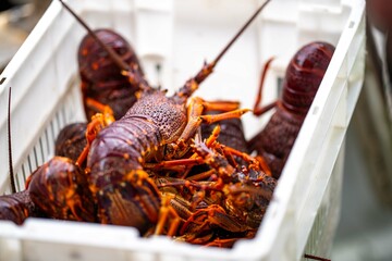 Live east coast rock lobster fishing in australia. Crayfish on a boat caught in lobster pots - obrazy, fototapety, plakaty