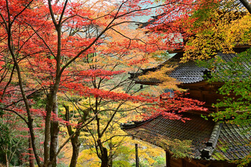 紅葉で幻想的な兵庫県丹波市の高源寺三重塔