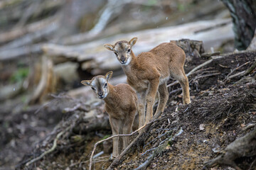 Mufflon Jungtiere im Schnee 