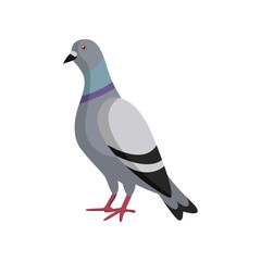 Cute gray colorful dove on white background. Pigeon cartoon illustration. Animal, flying creature, bird concept