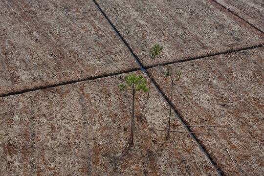 Ramin trees in a deforested landscape