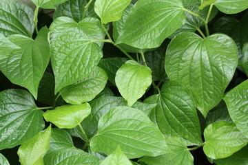 betel leafs background