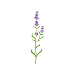 Obraz premium Lavender flowers in watercolor style. Beautiful purple flower, lavendar or lavander isolated on white background. Plants, botany, decoration concept for greeting cards or postcards