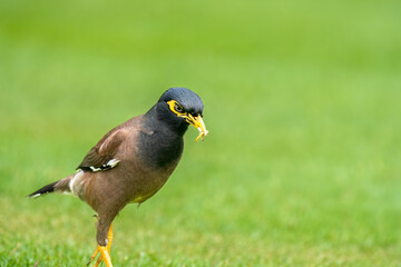 Beautiful common myna or Indian myna (Acridotheres tristis) walking in green grass