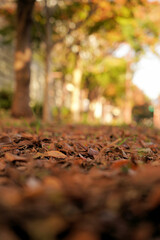 犬の目線から見た秋の歩道
