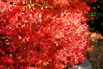 鮮やかな秋の紅葉
