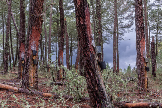 Maritime pine forest with the use of resin and fallen trees. Pinus pinaster.