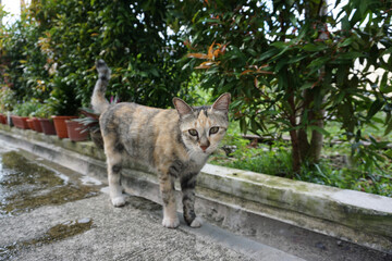 Beautiful dilute calico stray cat