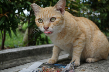 Naklejka na ściany i meble TNR ginger cat with her tongue out