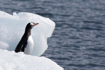 A lonely gentoo penguin standing on sea ice. Antarctica.