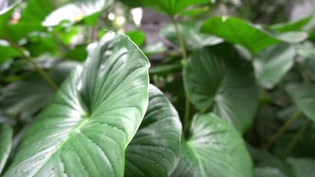 homalomena rubescent decorative plants blowing by the wind. Green leaf plant tree of nature background