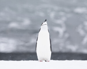 Obraz premium A chinstrap penguin standing tall in the snow. Antarctica.
