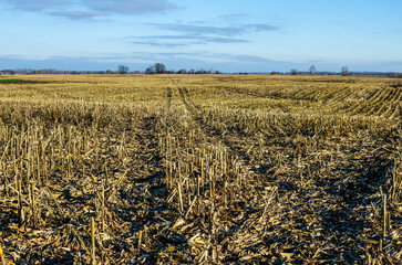 Tyre tracks through a bare Maize field in autumn after harvest leading towards the horizon