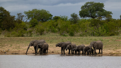 Fototapeta na wymiar a Breeding herd of African elephants at a waterhole