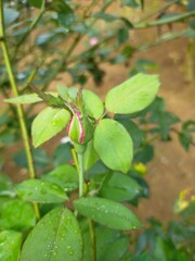 Beautiful view of 	
China rose, Rosa chinensis flowering