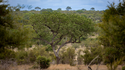 Fototapeta na wymiar a distant tree with a leopard resting on a branch