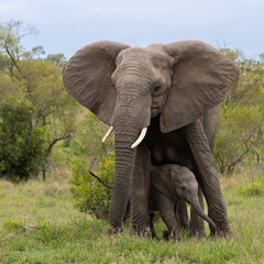 Fototapeta na wymiar an African elephant calf by the cow's side
