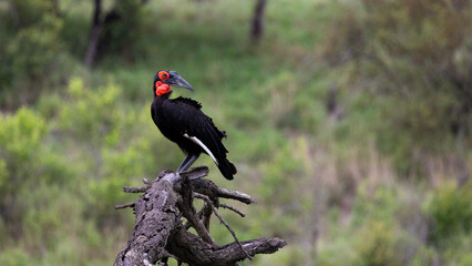A southern ground hornbill in the wild