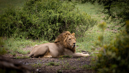 a Male lion resting in a green Kruger
