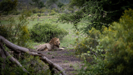 a Male lion resting in a green Kruger