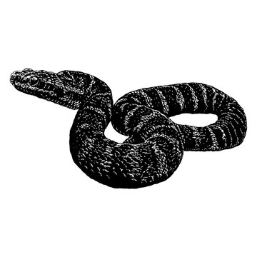 Mamushi Snake hand drawing vector illustration isolated on background.