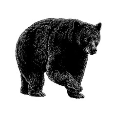 North American Black Bear hand drawing vector illustration isolated on background.