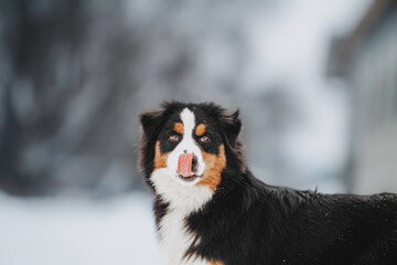 winter beauty dog ​​australian shepherd tricolor snowy location