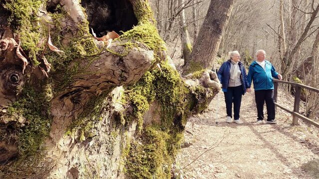 Romantic couple of elderly seniors walking forest park holding hands, slow motion