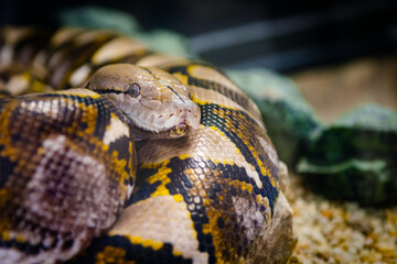 Reticulated python nonvenomous snake serpent coiled up longest in world