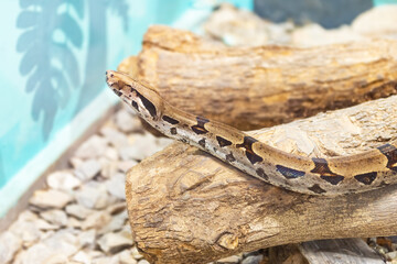 Naklejka premium Reticulated python animal zoo snake exotic dangerous pet captive wildlife