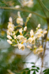 Fototapeta premium Moringa flowers close moringa oleifera blossom tree super food medicinal