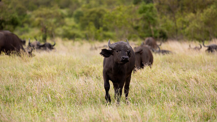 African buffalo calf in the wild