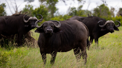 a cow African buffalo in green grass
