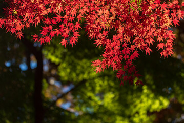 燃えるような赤い紅葉