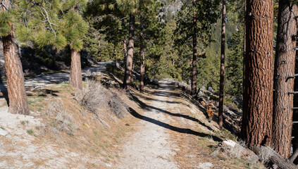 Old forest road turned to hiking trail in California's Sierra Nevada 