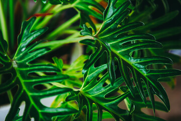 green leaf of philodendron plant for background.