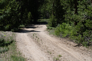 Dirt road in National Forest