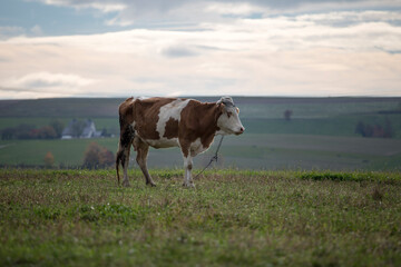 Cow on meadow, Krowa na łące © Grzegorz