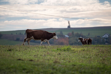 Cow on meadow, krowa na łące © Grzegorz